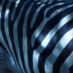 Zebra_ajm Zebra_ajm
