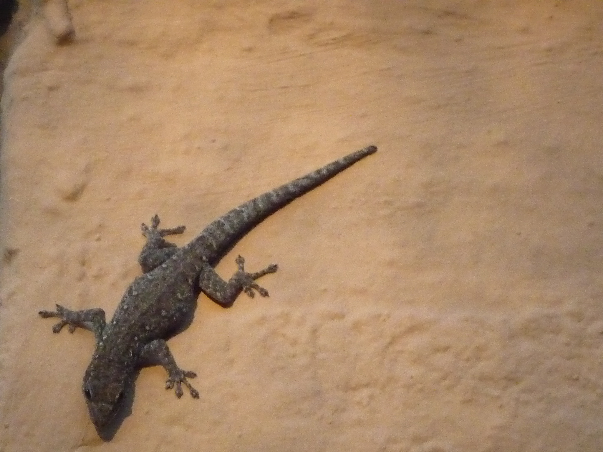 geko geko